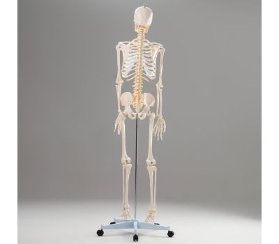 Анатомическая модель скелета человека 170 см, изображение 2