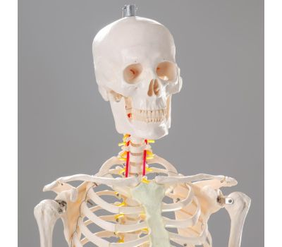 Анатомическая модель скелета человека 170 см, изображение 3