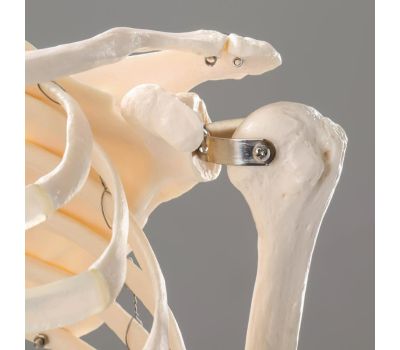 Анатомическая модель скелета человека 170 см, изображение 5