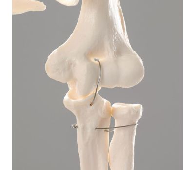 Анатомическая модель скелета человека 170 см, изображение 4