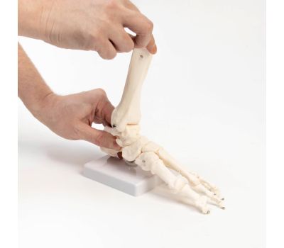 Макет «Голеностопный сустав человека» 21x20 см – Высококачественная анатомическая модель, изображение 2