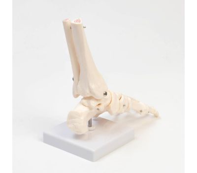 Макет «Голеностопный сустав человека» 21x20 см – Высококачественная анатомическая модель, изображение 3