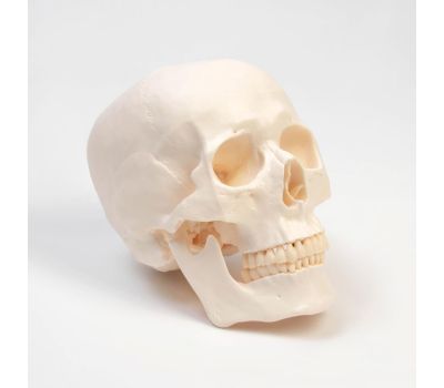 Макет "Череп Человека": Увлекательное изучение анатомии., изображение 3