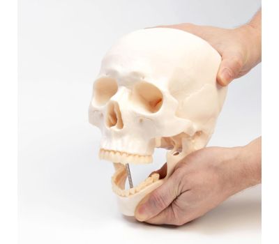 Макет "Череп Человека": Увлекательное изучение анатомии., изображение 2