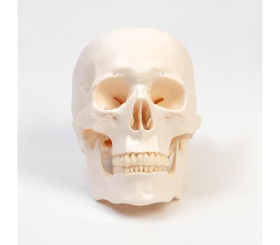 Макет "Череп Человека": Увлекательное изучение анатомии., изображение 4