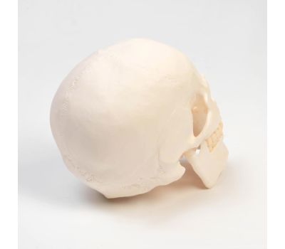 Макет "Череп Человека": Увлекательное изучение анатомии., изображение 5