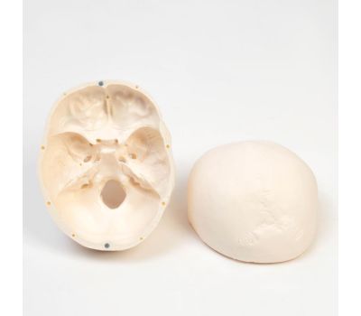 Макет "Череп Человека": Увлекательное изучение анатомии., изображение 6