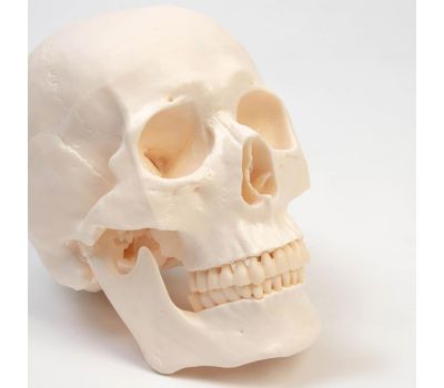 Макет "Череп Человека": Увлекательное изучение анатомии., изображение 7