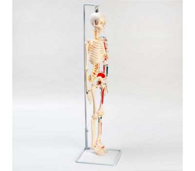 Анатомическая модель скелета человека с гнущимся позвоночником: изучайте человеческое тело с удовольствием!, изображение 2