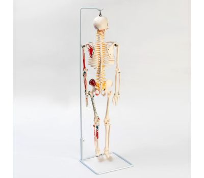 Анатомическая модель скелета человека с гнущимся позвоночником: изучайте человеческое тело с удовольствием!, изображение 7