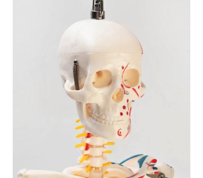 Анатомическая модель скелета человека с гнущимся позвоночником: изучайте человеческое тело с удовольствием!, изображение 3