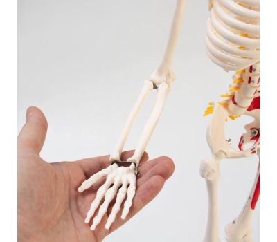 Анатомическая модель скелета человека с гнущимся позвоночником: изучайте человеческое тело с удовольствием!, изображение 6
