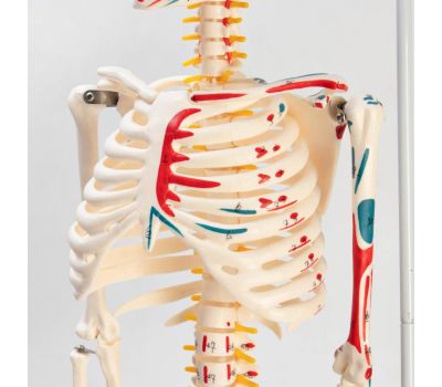 Анатомическая модель скелета человека с гнущимся позвоночником: изучайте человеческое тело с удовольствием!, изображение 4