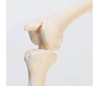 Анатомическая модель скелета человека с гнущимся позвоночником: изучайте человеческое тело с удовольствием!, изображение 5