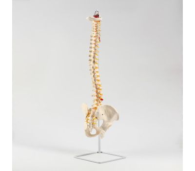 Макет "Позвоночник человека": погрузитесь в удивительный мир анатомии!, изображение 2