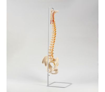Макет "Позвоночник человека": погрузитесь в удивительный мир анатомии!, изображение 4