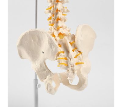 Макет "Позвоночник человека": погрузитесь в удивительный мир анатомии!, изображение 3