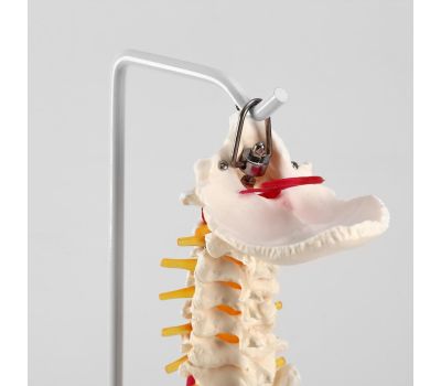 Макет "Позвоночник человека": погрузитесь в удивительный мир анатомии!, изображение 6