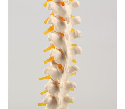 Макет "Позвоночник человека": погрузитесь в удивительный мир анатомии!, изображение 5