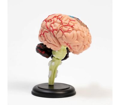 Анатомическая модель межпозвоночного диска 11x10x8 см, изображение 2 Анатомическая модель межпозвоночного диска 11x10x8 см, изображение 2