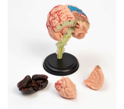 Анатомическая модель межпозвоночного диска 11x10x8 см, изображение 3 Анатомическая модель межпозвоночного диска 11x10x8 см, изображение 3