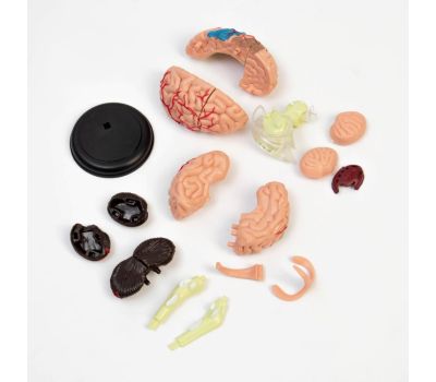 Анатомическая модель межпозвоночного диска 11x10x8 см, изображение 4 Анатомическая модель межпозвоночного диска 11x10x8 см, изображение 4