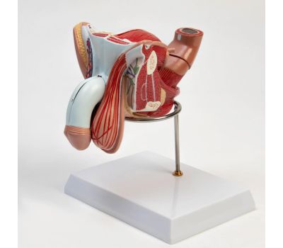Анатомическая модель половых органов мужчины 18x14x18 см, изображение 4