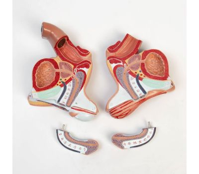 Анатомическая модель половых органов мужчины 18x14x18 см, изображение 3