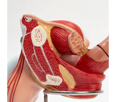 Анатомическая модель половых органов мужчины 18x14x18 см, изображение 2