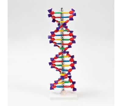 Анатомическая модель человеческого тела: изучайте анатомию с удовольствием, изображение 3