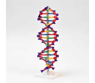 Анатомическая модель человеческого тела: изучайте анатомию с удовольствием, изображение 4