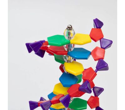 Анатомическая модель человеческого тела: изучайте анатомию с удовольствием, изображение 2