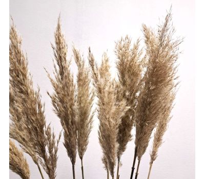 Букет сухоцветов: Пампасная трава и тростник, 11 шт., 120 см — Элегантное украшение для дома, изображение 4 Букет сухоцветов: Пампасная трава и тростник, 11 шт., 120 см — Элегантное украшение для дома, изображение 4