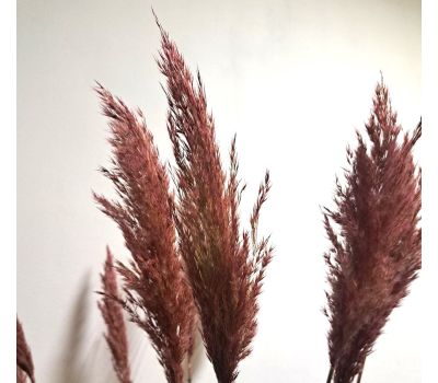 Букет сухоцветов: Пампасная трава в красном цвете, 11 шт., 120 см — Элегантное украшение для дома, изображение 4