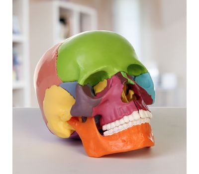 Анатомическая модель Макет "Череп человека": исследуйте анатомию с увлечением!, изображение 3