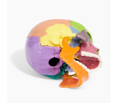 Макет "Череп человека": исследуйте анатомию с увлечением!, изображение 12