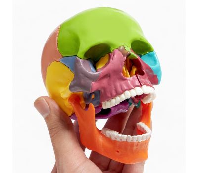 Макет "Череп человека": исследуйте анатомию с увлечением!, изображение 2