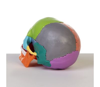 Анатомическая модель Макет "Череп человека": исследуйте анатомию с увлечением!, изображение 4