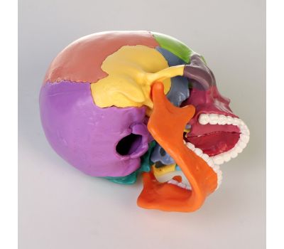 Анатомическая модель Макет "Череп человека": исследуйте анатомию с увлечением!, изображение 5