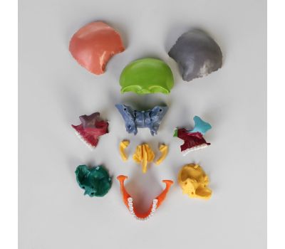 Макет "Череп человека": исследуйте анатомию с увлечением!, изображение 3