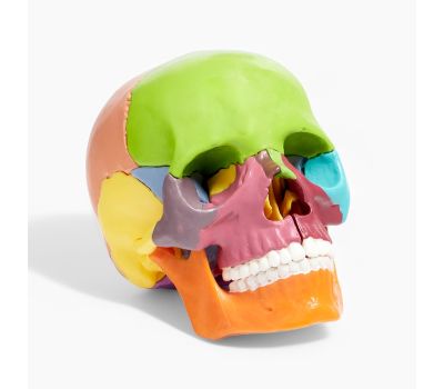 Анатомическая модель Макет "Череп человека": исследуйте анатомию с увлечением!, изображение 7