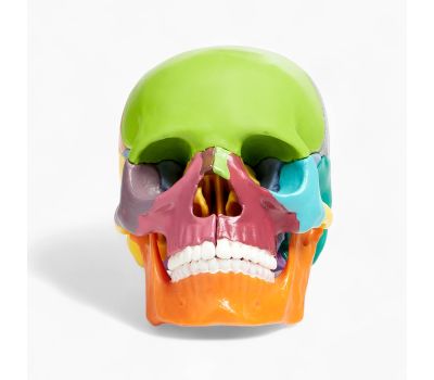 Анатомическая модель Макет "Череп человека": исследуйте анатомию с увлечением!, изображение 8