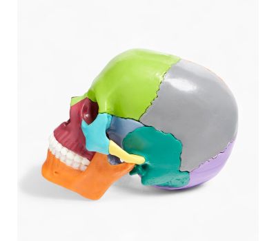 Анатомическая модель Макет "Череп человека": исследуйте анатомию с увлечением!, изображение 9