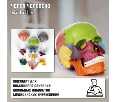 Анатомическая модель Макет "Череп человека": исследуйте анатомию с увлечением!, изображение 2