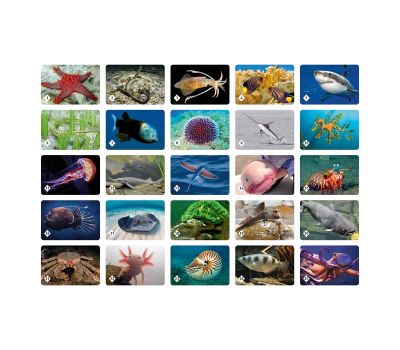 Настольная игра «Мемо. Подводный мир» — развивающая игра на память с морскими животными, изображение 2 Настольная игра «Мемо. Подводный мир» — развивающая игра на память с морскими животными, изображение 2