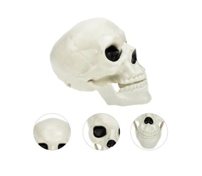 Бутафорский череп для Хэллоуина — создайте устрашающую атмосферу вашего праздника!