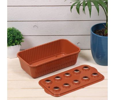 Лоток для выращивания зеленого лука — свежий лук круглый год прямо на вашей кухне!, изображение 2 Лоток для выращивания зеленого лука — свежий лук круглый год прямо на вашей кухне!, изображение 2